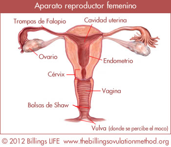 reproductivesystem es