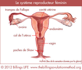 The Female Reproductive System: Copyright Billings LIFE