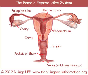reproductivesystem